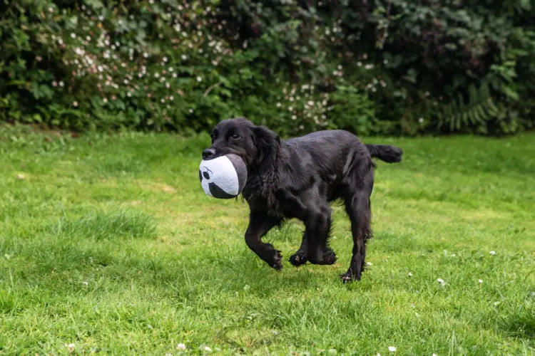 Webbox Wildlife Squishys toys for Dogs