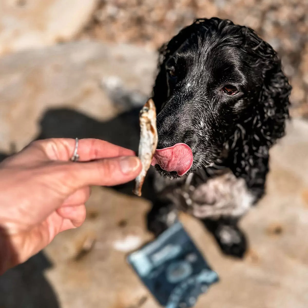 Wilsons Premium Baltic Sprats for Dogs, 1kg