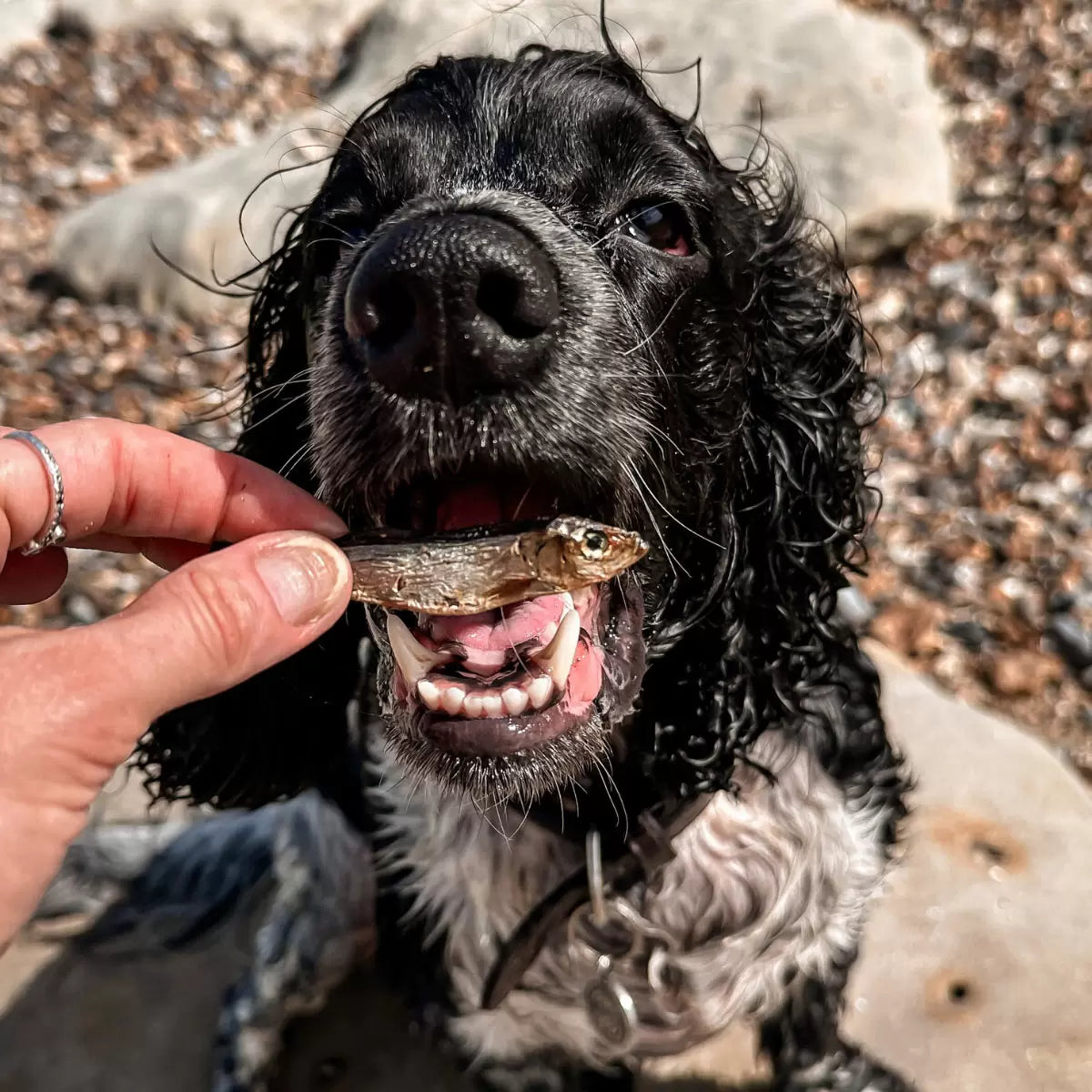 Wilsons Premium Baltic Sprats for Dogs, 1kg