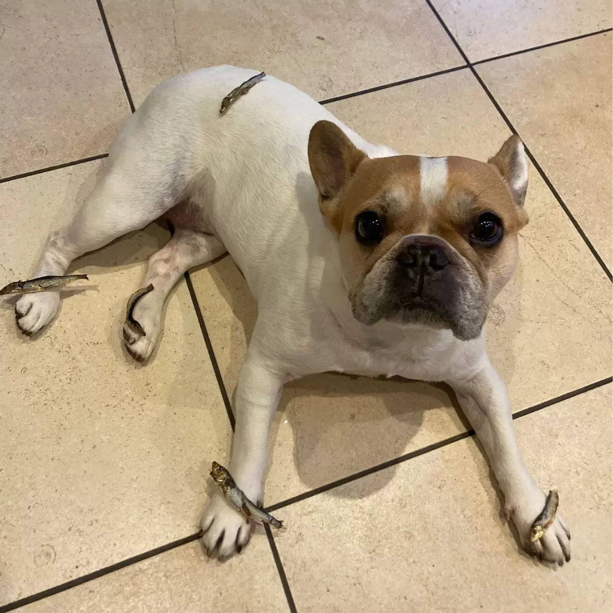 Wilsons Premium Baltic Sprats for Dogs, 1kg