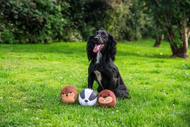 Webbox Puppy Sponge Ball 4 Pack, Puppy Goat Teething Ring, Long Leg Fox, Wildlife Squishys,Plush Unicorn Blue Dog Toy