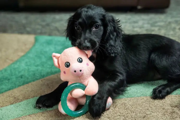 Webbox Long Leg Swan, Spikey Ball Flamingo, Squeaky Dinosaur, Puppy Pig Teething Ring, Plush Collie DOG TOYS