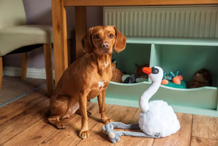 Webbox Long Leg Swan, Spikey Ball Flamingo, Squeaky Dinosaur, Puppy Pig Teething Ring, Plush Collie DOG TOYS