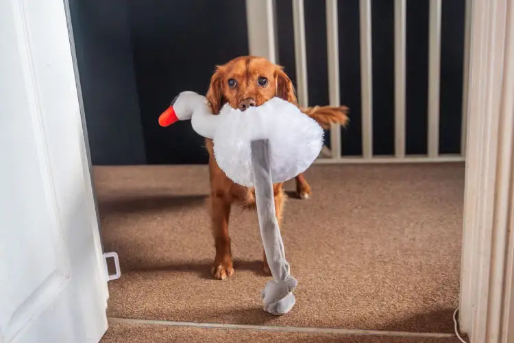 Webbox Long Leg Swan, Spikey Ball Flamingo, Squeaky Dinosaur, Puppy Pig Teething Ring, Plush Collie DOG TOYS