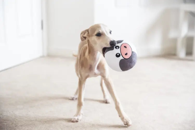 Webbox Farmyard Squishys, Squeaky Fish, Long leg Frog, Plush weather cloud  toys for Pets